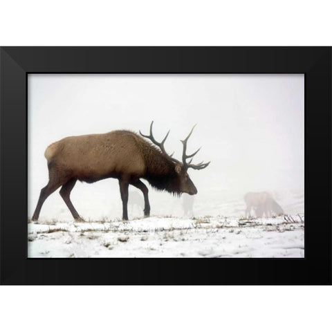 Elk IV Black Modern Wood Framed Art Print by Putman, Tammy