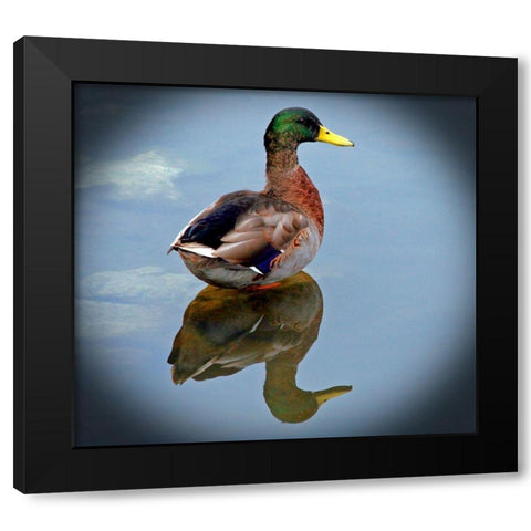 Mallard Reflection Black Modern Wood Framed Art Print with Double Matting by Putman, Tammy