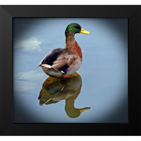 Mallard Reflection Black Modern Wood Framed Art Print by Putman, Tammy