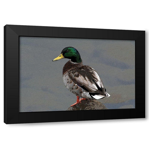 Mallard Black Modern Wood Framed Art Print with Double Matting by Putman, Tammy