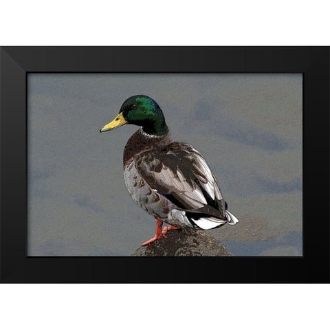 Mallard Black Modern Wood Framed Art Print by Putman, Tammy