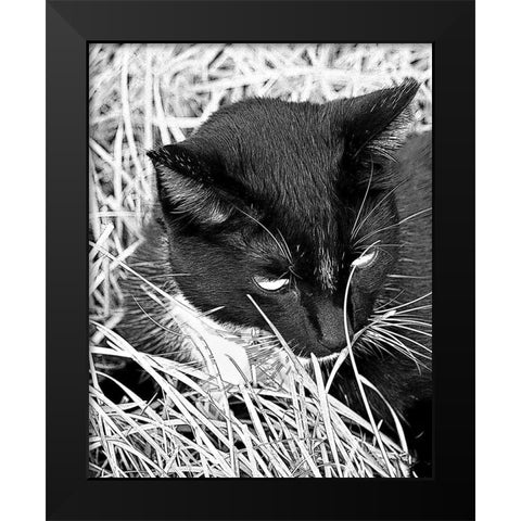 Jinx I Black Modern Wood Framed Art Print by Putman, Tammy
