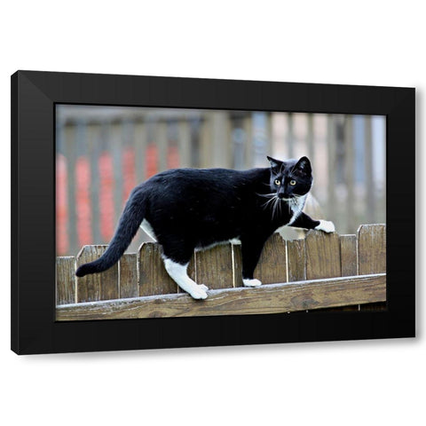 Jinx II Black Modern Wood Framed Art Print with Double Matting by Putman, Tammy