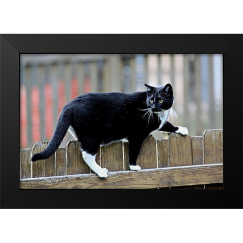 Jinx II Black Modern Wood Framed Art Print by Putman, Tammy