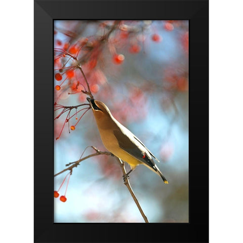 Cedar Wax Wing Black Modern Wood Framed Art Print by Putman, Tammy