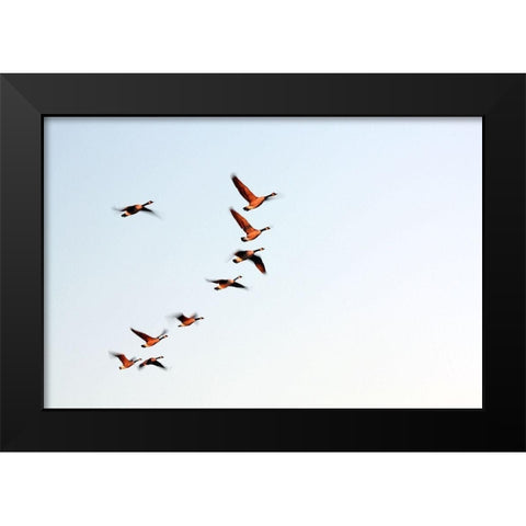 Flock Black Modern Wood Framed Art Print by Putman, Tammy
