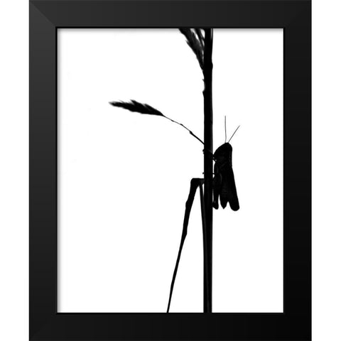 Grasshopper Black Modern Wood Framed Art Print by Putman, Tammy