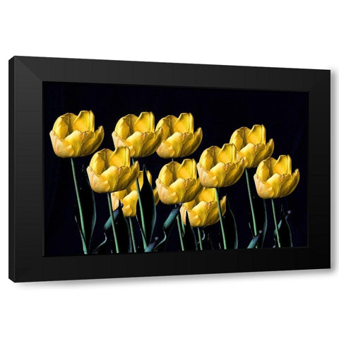 Yellow Tulips Black Modern Wood Framed Art Print by Putman, Tammy