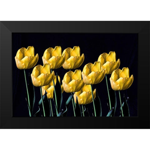 Yellow Tulips Black Modern Wood Framed Art Print by Putman, Tammy
