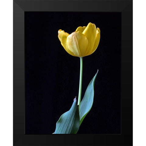 Single Tulip Black Modern Wood Framed Art Print by Putman, Tammy