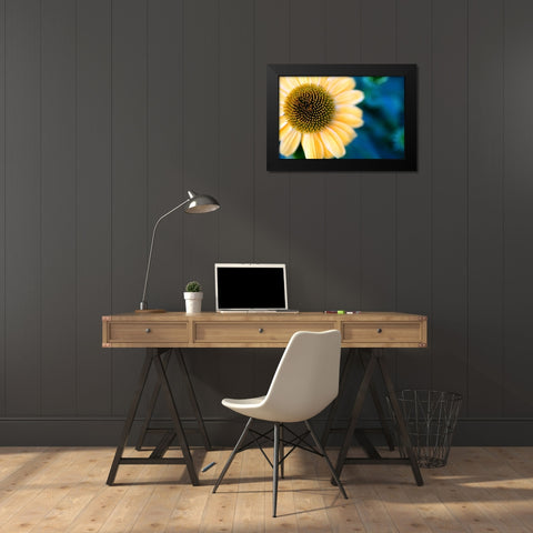 Cone Flowers I Black Modern Wood Framed Art Print by Putman, Tammy