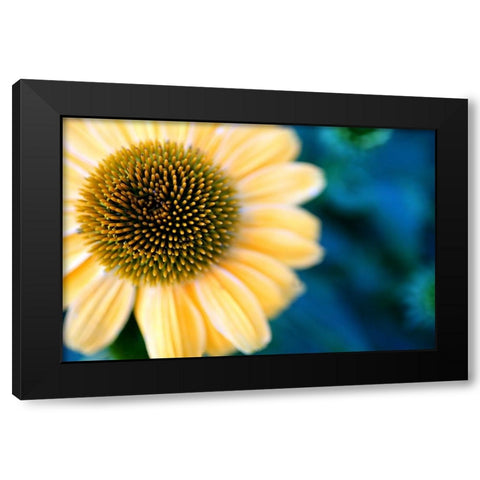 Cone Flowers I Black Modern Wood Framed Art Print with Double Matting by Putman, Tammy