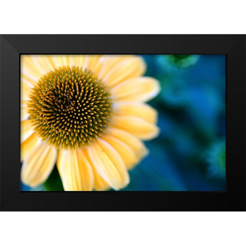 Cone Flowers I Black Modern Wood Framed Art Print by Putman, Tammy
