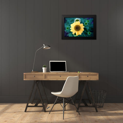 Cone Flowers II Black Modern Wood Framed Art Print by Putman, Tammy