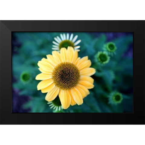 Cone Flowers II Black Modern Wood Framed Art Print by Putman, Tammy