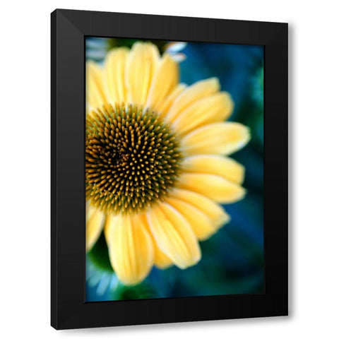Cone Flowers III Black Modern Wood Framed Art Print by Putman, Tammy