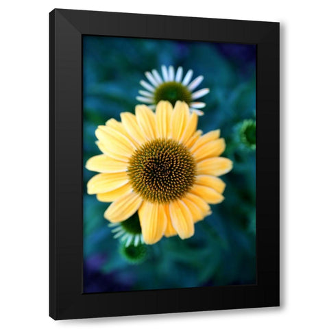 Cone Flowers IV Black Modern Wood Framed Art Print with Double Matting by Putman, Tammy