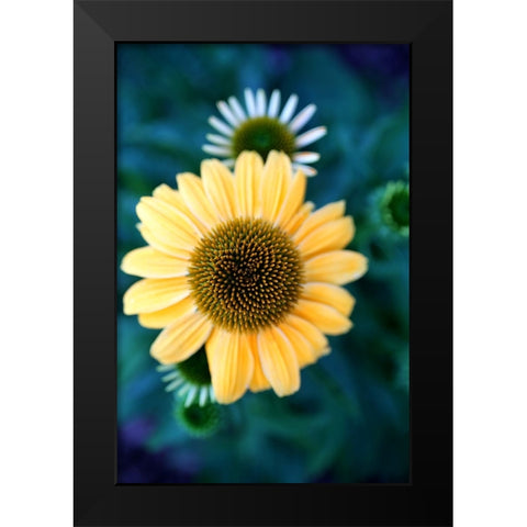 Cone Flowers IV Black Modern Wood Framed Art Print by Putman, Tammy