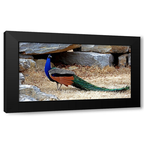 Posing Peacock I Black Modern Wood Framed Art Print by Putman, Tammy
