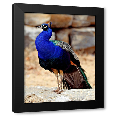 Posing Peacock III Black Modern Wood Framed Art Print with Double Matting by Putman, Tammy