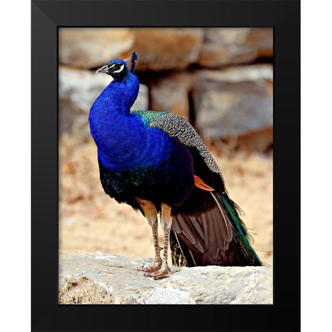 Posing Peacock III Black Modern Wood Framed Art Print by Putman, Tammy