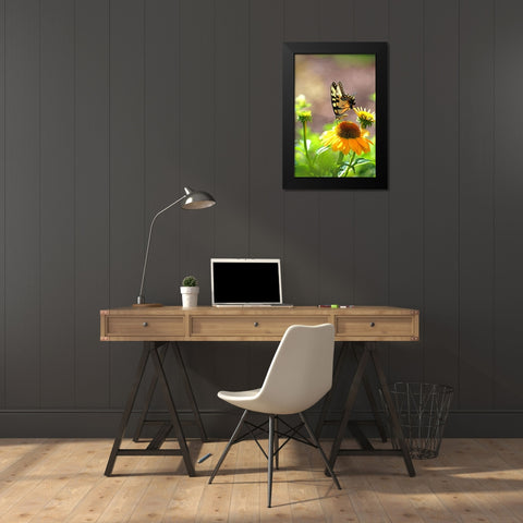 Eastern Tiger Swallowtail Lift Black Modern Wood Framed Art Print by Putman, Tammy