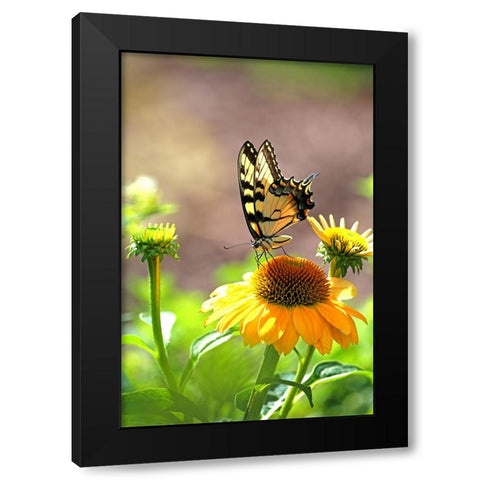 Eastern Tiger Swallowtail Lift Black Modern Wood Framed Art Print with Double Matting by Putman, Tammy