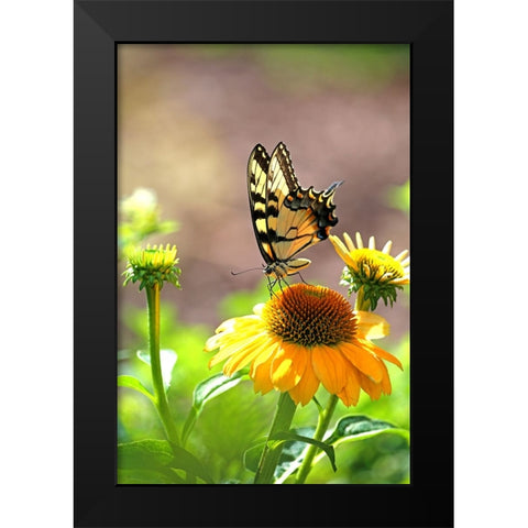 Eastern Tiger Swallowtail Lift Black Modern Wood Framed Art Print by Putman, Tammy