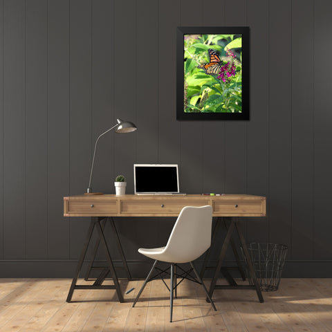 Monarch Garden I Black Modern Wood Framed Art Print by Putman, Tammy