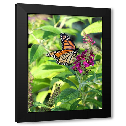 Monarch Garden I Black Modern Wood Framed Art Print with Double Matting by Putman, Tammy