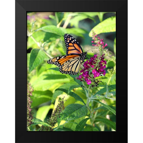 Monarch Garden I Black Modern Wood Framed Art Print by Putman, Tammy