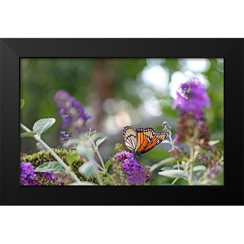 Monarch Garden III Black Modern Wood Framed Art Print by Putman, Tammy