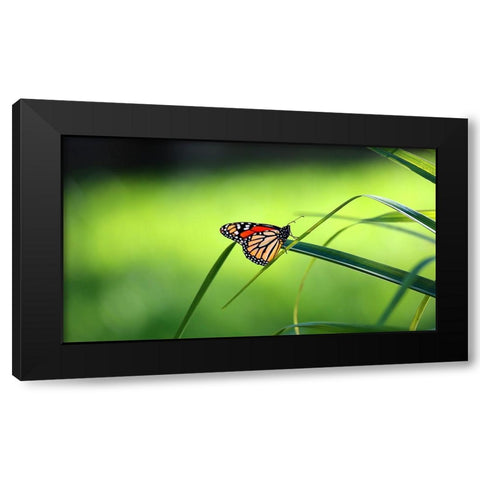 Monarch Patterns Black Modern Wood Framed Art Print by Putman, Tammy