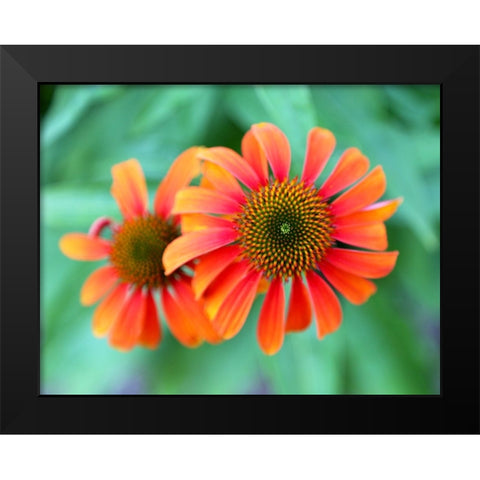Echinacea Black Modern Wood Framed Art Print by Putman, Tammy