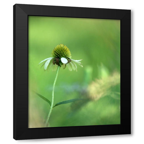 White Cones I Black Modern Wood Framed Art Print with Double Matting by Putman, Tammy