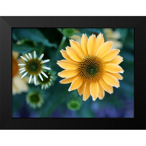 Daisies Black Modern Wood Framed Art Print by Putman, Tammy
