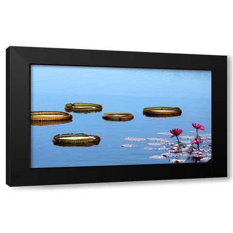 Lily Pads Black Modern Wood Framed Art Print with Double Matting by Putman, Tammy