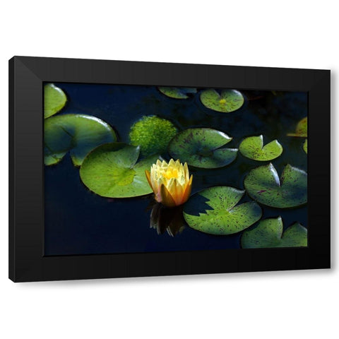 Yellow Water Lily Black Modern Wood Framed Art Print with Double Matting by Putman, Tammy
