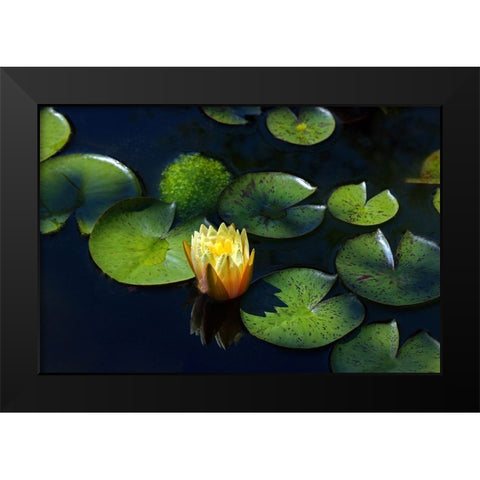 Yellow Water Lily Black Modern Wood Framed Art Print by Putman, Tammy