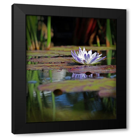 Purple Lily Black Modern Wood Framed Art Print by Putman, Tammy