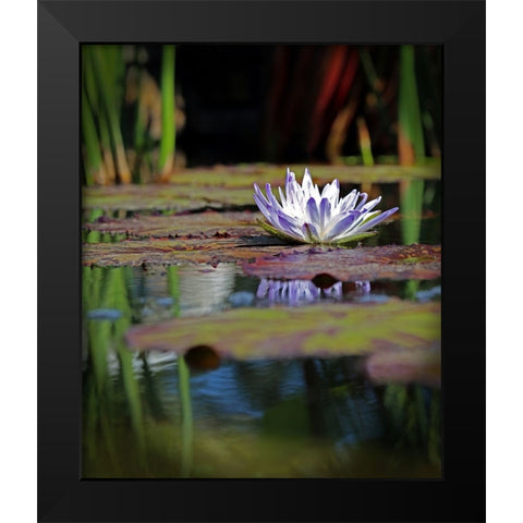 Purple Lily Black Modern Wood Framed Art Print by Putman, Tammy