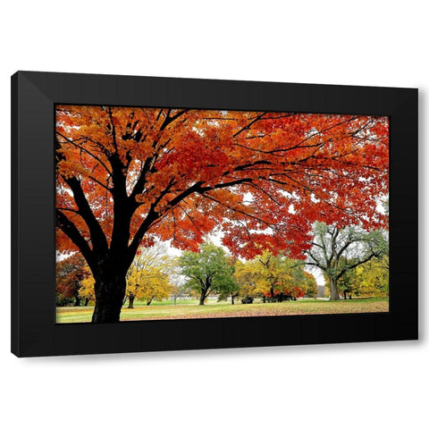 Red Fall Black Modern Wood Framed Art Print with Double Matting by Putman, Tammy