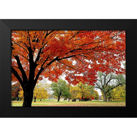 Red Fall Black Modern Wood Framed Art Print by Putman, Tammy