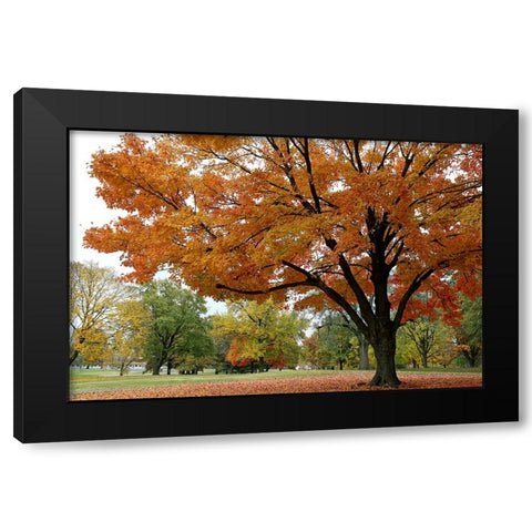 Orange Fall Black Modern Wood Framed Art Print by Putman, Tammy