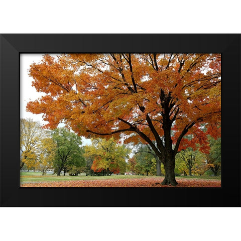 Orange Fall Black Modern Wood Framed Art Print by Putman, Tammy