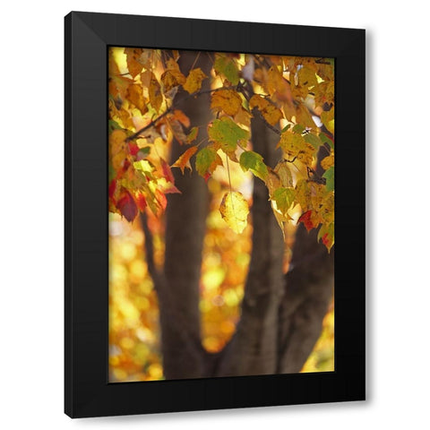 Fall Maple Black Modern Wood Framed Art Print with Double Matting by Putman, Tammy