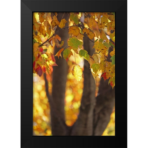 Fall Maple Black Modern Wood Framed Art Print by Putman, Tammy
