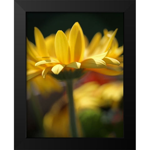 Yellow Daisies Black Modern Wood Framed Art Print by Putman, Tammy