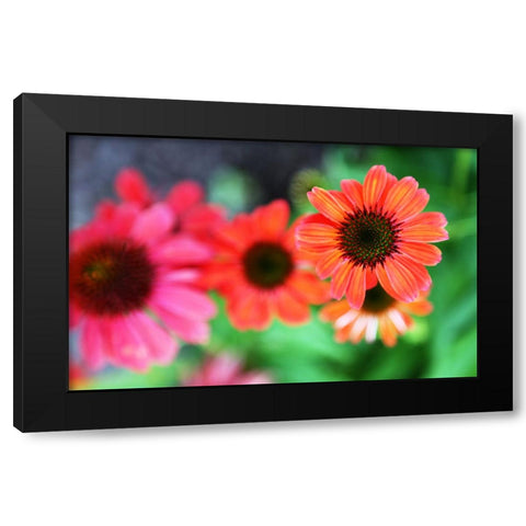 Red Daisies I Black Modern Wood Framed Art Print by Putman, Tammy