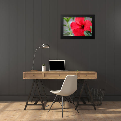 Red Hibiscus Black Modern Wood Framed Art Print by Putman, Tammy